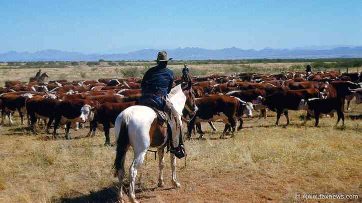 Trump’s beef import scheme wreaks havoc on fed-up red state cattle ranchers