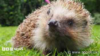 Rescue centres see rise in malnourished hedgehogs