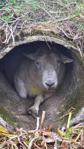 Watch firefighters rescue ram wedged in concrete pipe