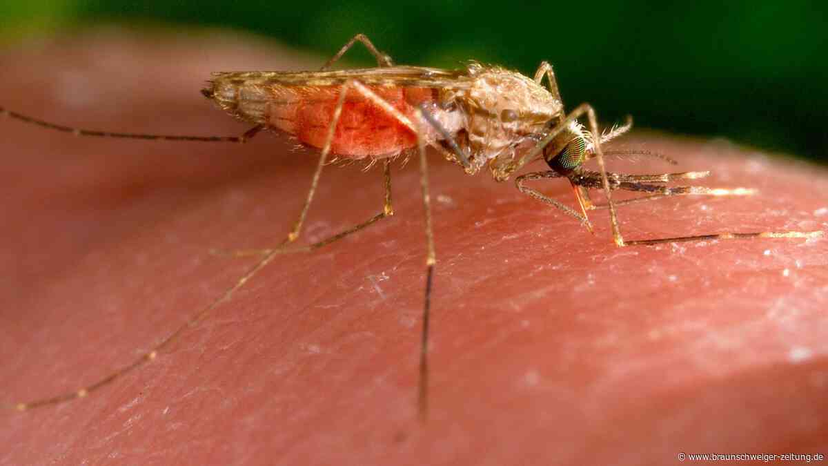 Malaria in Frankfurt: Das sagen Tropenmediziner zum Krankheitsrisiko