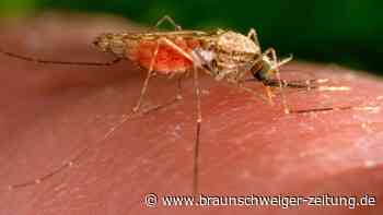 Malaria in Frankfurt: Das sagen Tropenmediziner zum Krankheitsrisiko