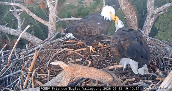 Bald eagles Shadow and Kaydee share sticks and ‘beaky kisses’