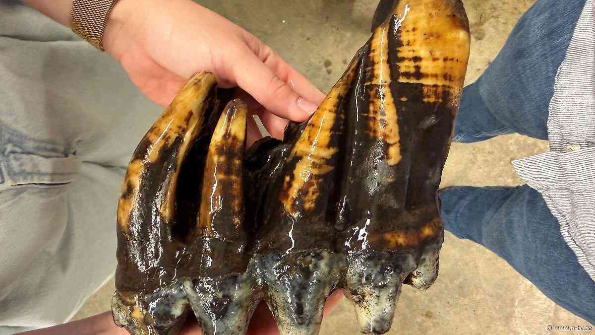 "Ich hatte Gänsehaut": Mehr als 11.000 Jahre alter Mastodon-Zahn in Bach gefunden