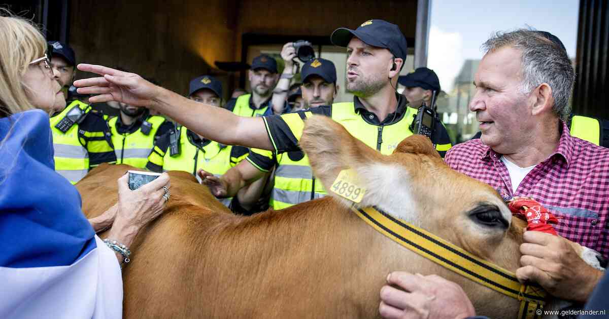 Tweehonderd boeren en één koe moeten Gelderse politiek wakker schudden