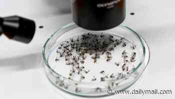 'Mosquito toilet' reveals virus never before seen in US may be silently spreading