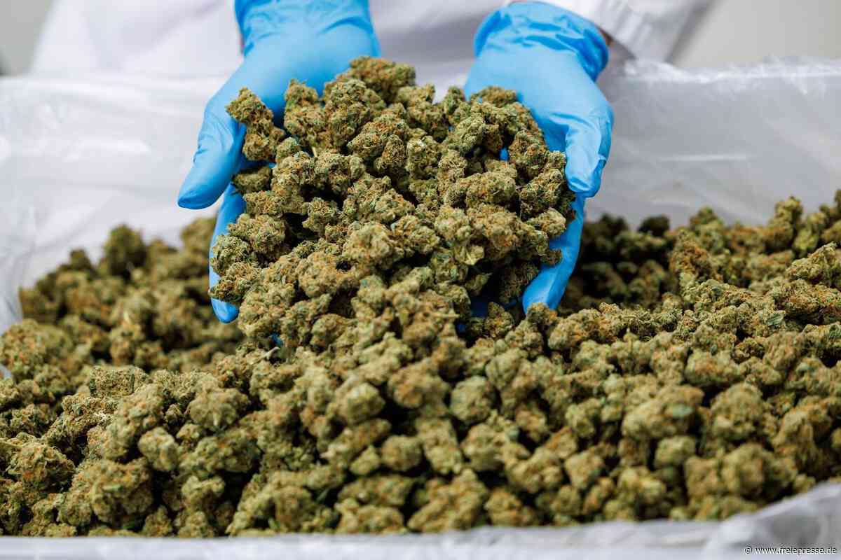 Land genehmigt Cannabis-Ausgabe und -Plantage: Stadt Penig kontert mit Spielplatz