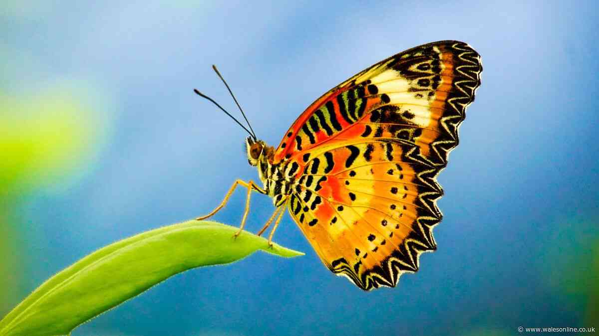Completing three simple jobs this autumn will keep butterflies coming back to your garden
