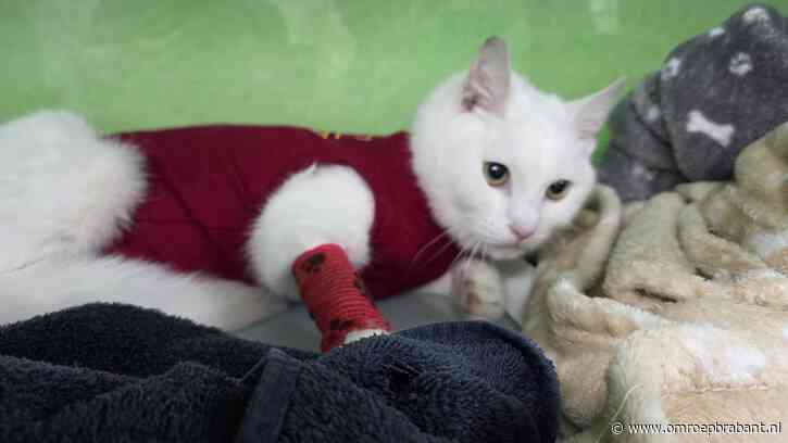 Man verwondde meerdere katten met zijn kruisboog, nu heeft hij spijt