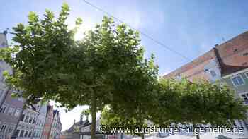 Mehr Schatten: Sollen am Hauptplatz in Landsberg weitere Bäume gepflanzt werden?
