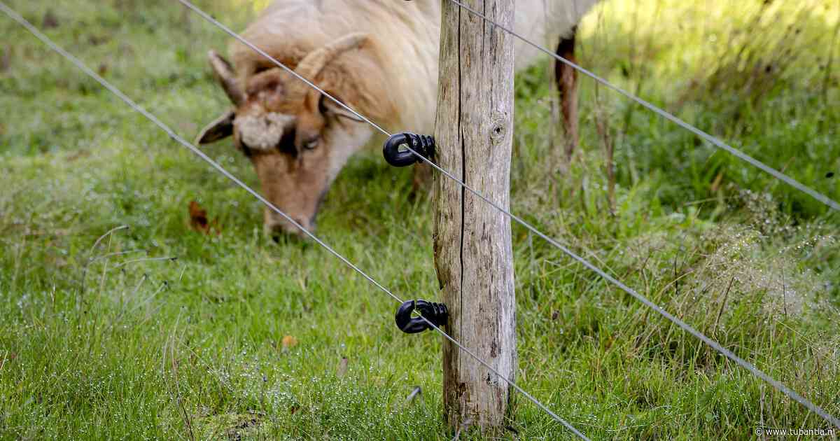 Tweede Kamer: schapen niet goed beschermd, dan geen geld bij aanval door wolven