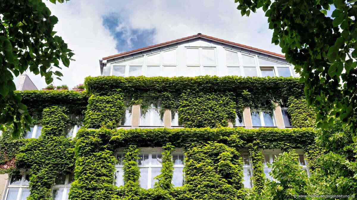 Grüne Wände gegen die Hitze: Diese Pflanzen verwandeln Ihre Fassade in eine natürliche Klimaanlage