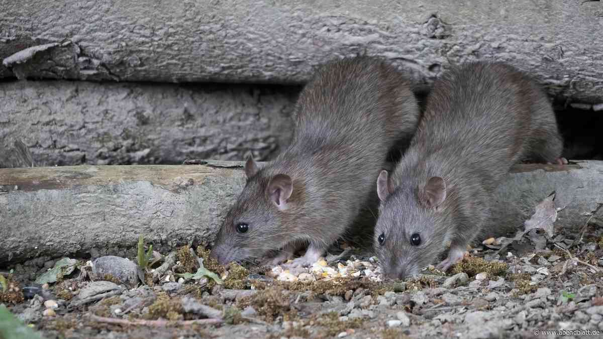 Stadtreinigung über Ratten in Steilshoop: „Wohnungsunternehmen sind gefragt“