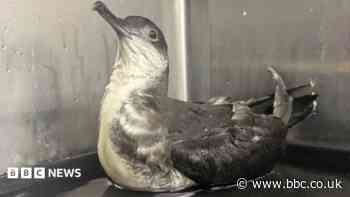Argentina-bound seabird found in landlocked county