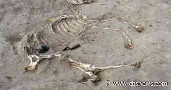 Remains of ancient warhorse given honorific burial discovered in Egypt