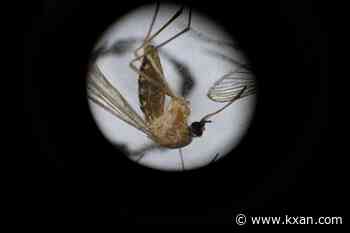 Another mosquito trap in Buda tests positive for West Nile Virus