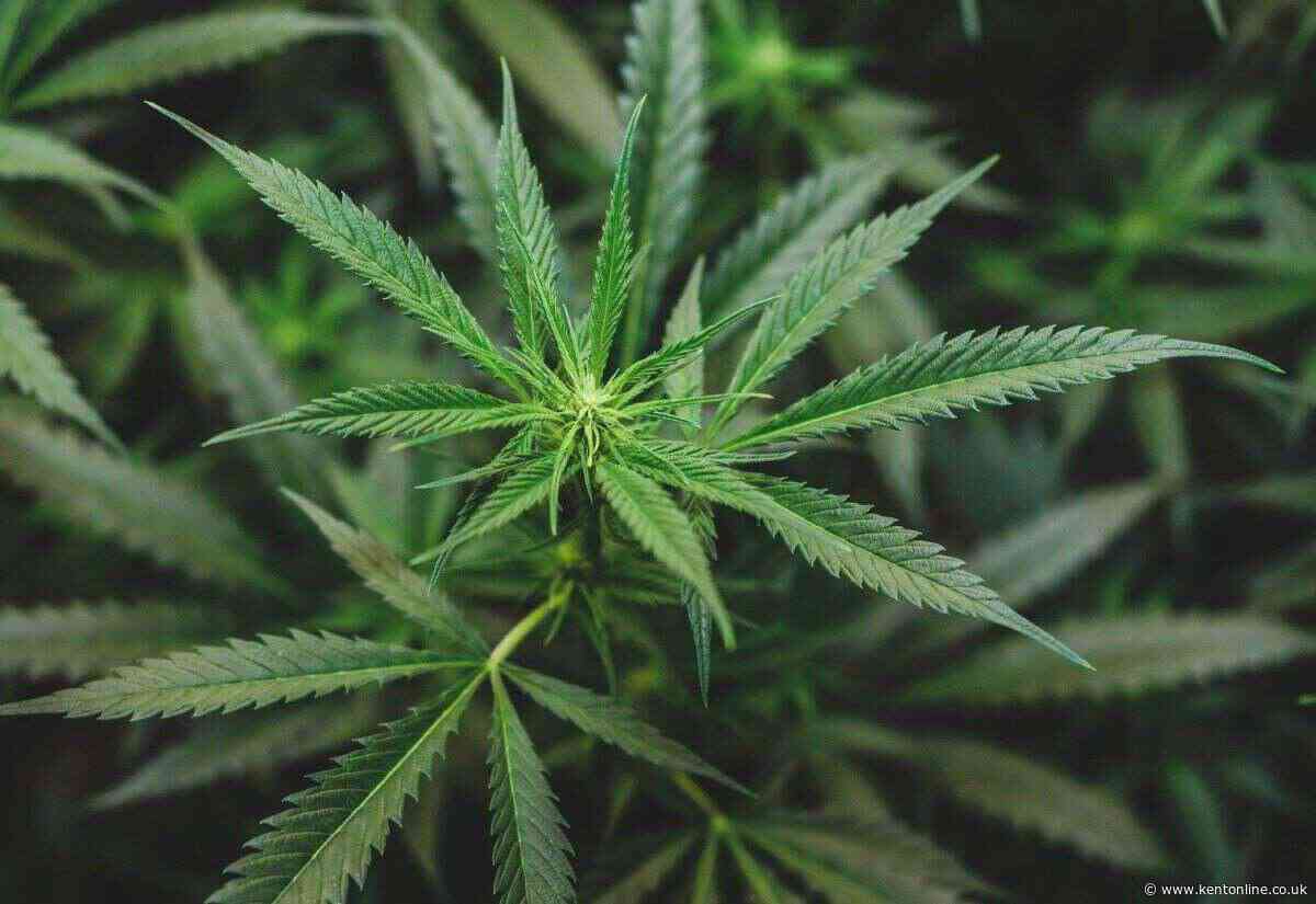 Police appeal after ‘unexpected’ parcel containing cannabis delivered to home