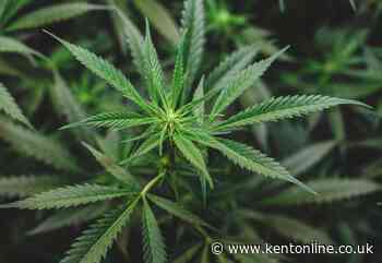 Police appeal after ‘unexpected’ parcel containing cannabis delivered to home