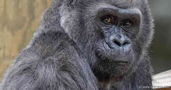 Zoo Atlanta mourns loss of oldest gorilla, celebrates new pregnancy of another