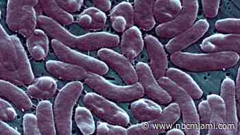 4th Florida death linked to ‘flesh-eating' bacteria this year is person in Broward
