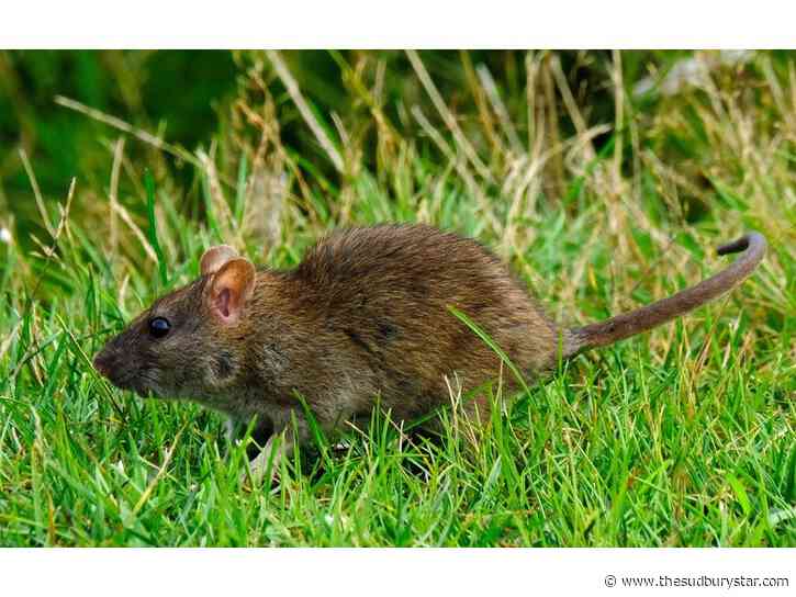 Greater Sudbury to develop rat management strategy