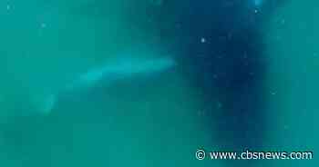 Humpback whale seen grieving dead calf in rare footage