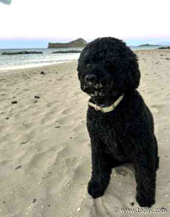 Barack and Michelle Obama’s ‘Pretty Much Perfect’ Dog Sunny Dies at 13