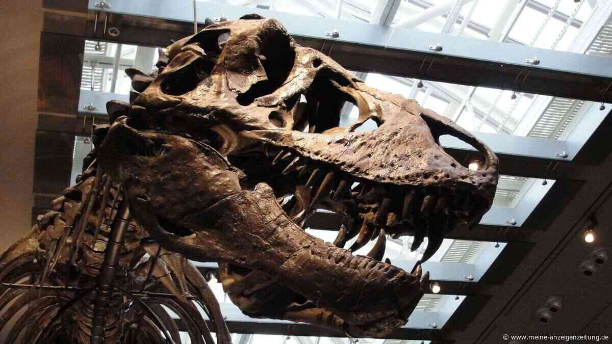 Zahnanalyse bestätigt: Der T. rex war Warmblüter