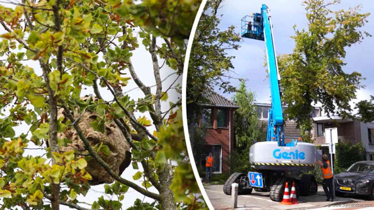 Man zwaargewond na aanval Aziatische hoornaars: springt twaalf meter naar beneden