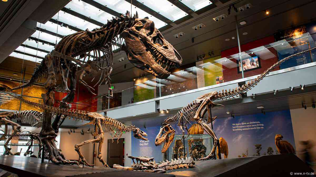 Etwa so wie ein Elefant: Tyrannosaurus rex war tatsächlich ein Warmblüter