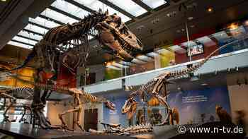 Etwa so wie ein Elefant: Tyrannosaurus rex war tatsächlich ein Warmblüter