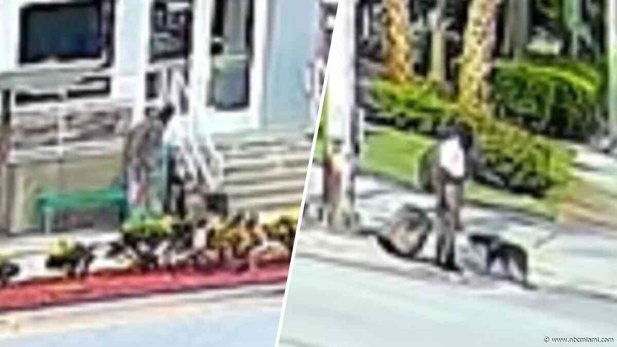 Man accused of repeatedly abusing service dog in Boynton Beach, police say