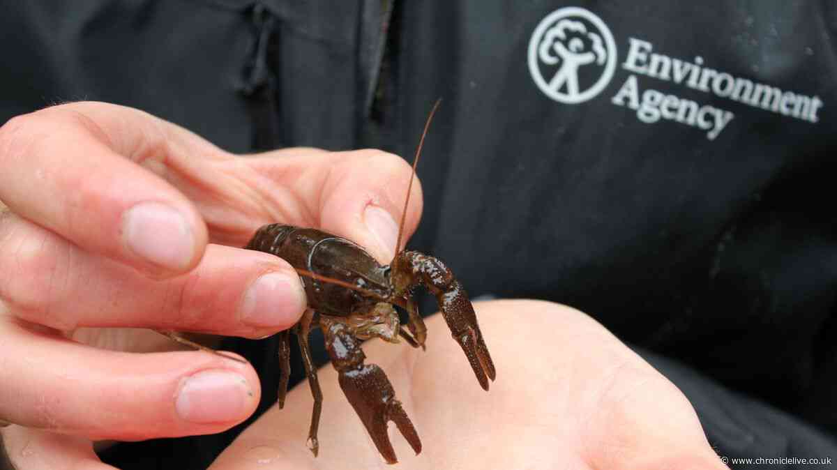Endangered animals released into protected Northumberland waters in huge conservation success