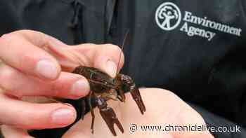 Endangered animals released into protected Northumberland waters in huge conservation success