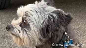 Beloved dog who disappeared at the groomer is reunited with family more than four years later
