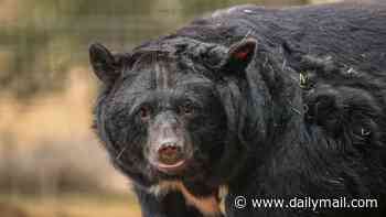 Five moon bears rescued from tiny cages at South Korean bile farm arrive at their forever home in Suffolk