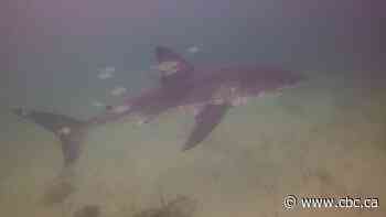 Diver injured in great white shark attack off Quebec's Gaspé coast