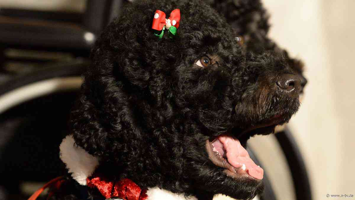 "First Dog" Sunny tot: Barack Obama trauert um "ein geschätztes Mitglied unserer Familie"