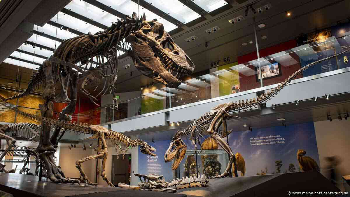 Jahrmillionen alter Streit entschieden: T. rex war Warmblüter – und jagte wohl flinker als gedacht