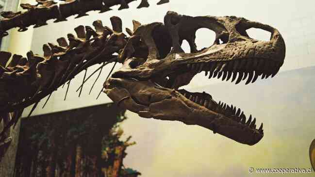 El tiranosaurio rex era de sangre caliente: lo delataron sus dientes