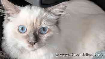 Heartbreak as Tyneside kitten fighting 'life-threatening' rare form of cat coronavirus