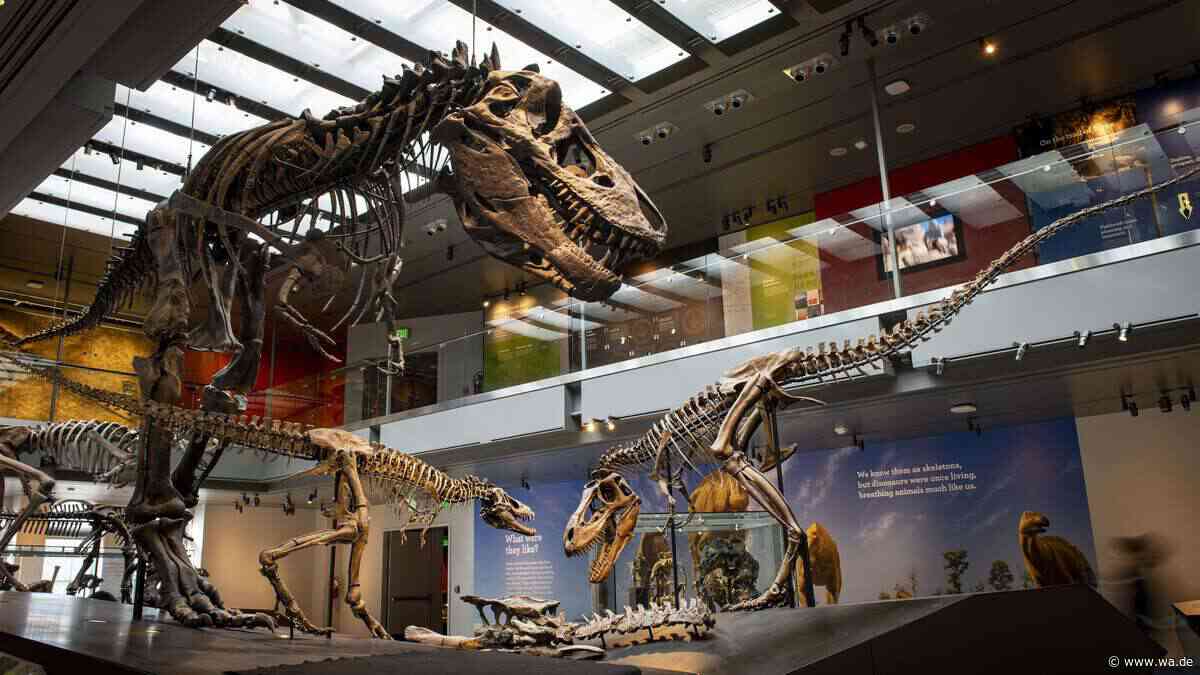 Jahrmillionen alter Streit entschieden: T. rex war Warmblüter – und jagte wohl flinker als gedacht
