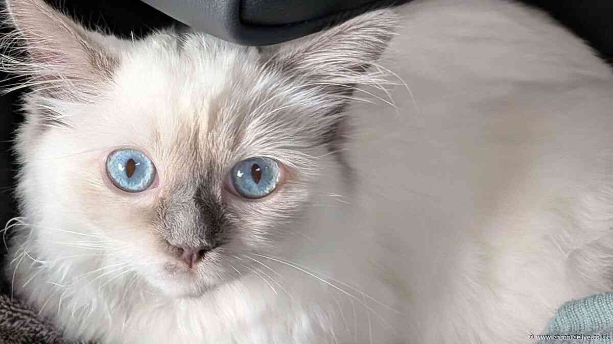 Heartbreak as Tyneside kitten fighting 'life-threatening' rare form of cat coronavirus