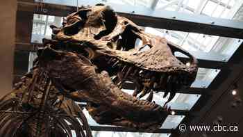 How do you take T. rex's temperature? These scientists did it