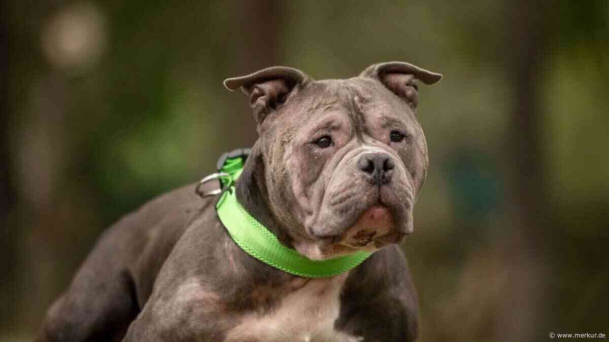 „Tjark gibt alles tausendfach zurück“: Tierheim sucht Zuhause für kranken Hund