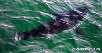 Diver hospitalized after great white shark attack off Quebec’s Gaspé coast