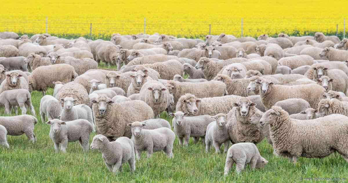 'We've stemmed the bleeding', but ewe flock has dropped 10pc in two years