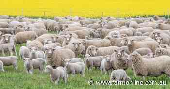 'We've stemmed the bleeding', but ewe flock has dropped 10pc in two years