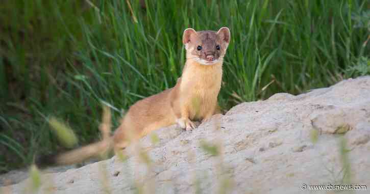 Elusive long-tailed weasels spotted in South Georgia for 1st time in decades by UGA researchers