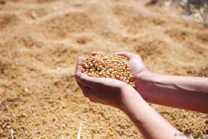 Soybeans Slipping Back as Ratings Remain Steady