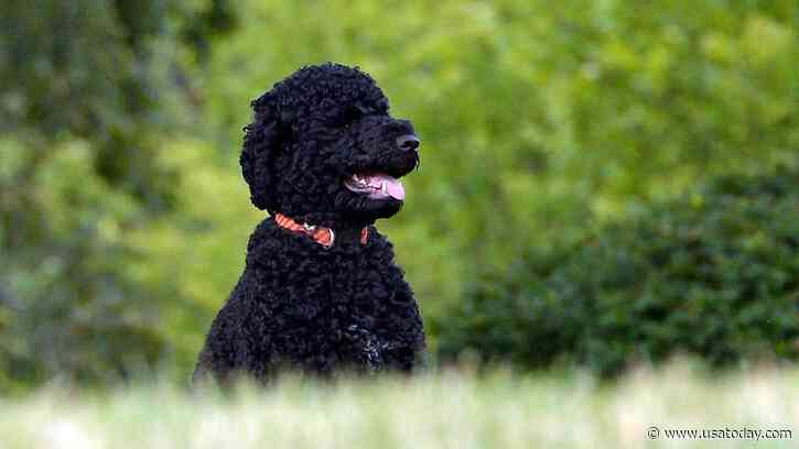 Obamas mourn death of 'cherished' family dog, Sunny